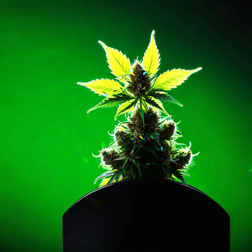 Roll Like a Pro: The Ultimate Guide to Joint Rollers for Perfect Blunts Every Time!