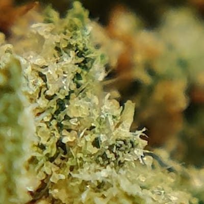 Alternative Releaf - Polson