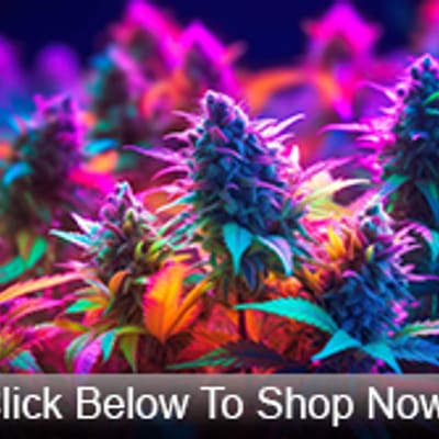 Cannabis Realm White Plains