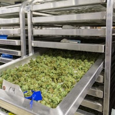 Grass Station 49 - Chena Hot Springs