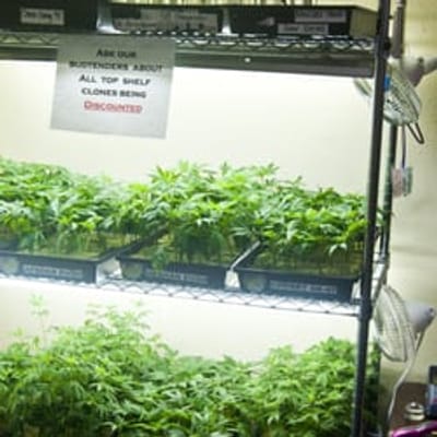 Greenhouse Santa Cruz