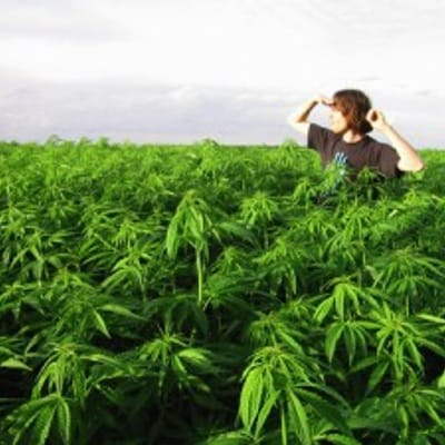 Kind Farms Atascadero