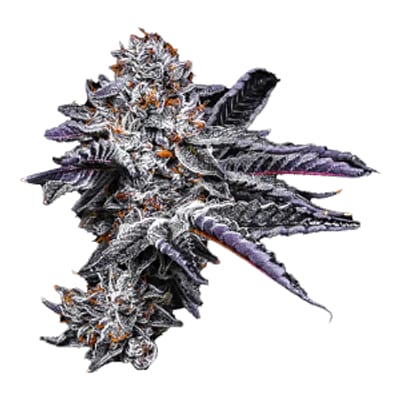 Prohibition 37 - Gallup