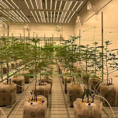 ReMaine Humble Farms Winslow