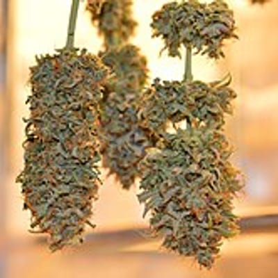 SoCAL Green Meds North