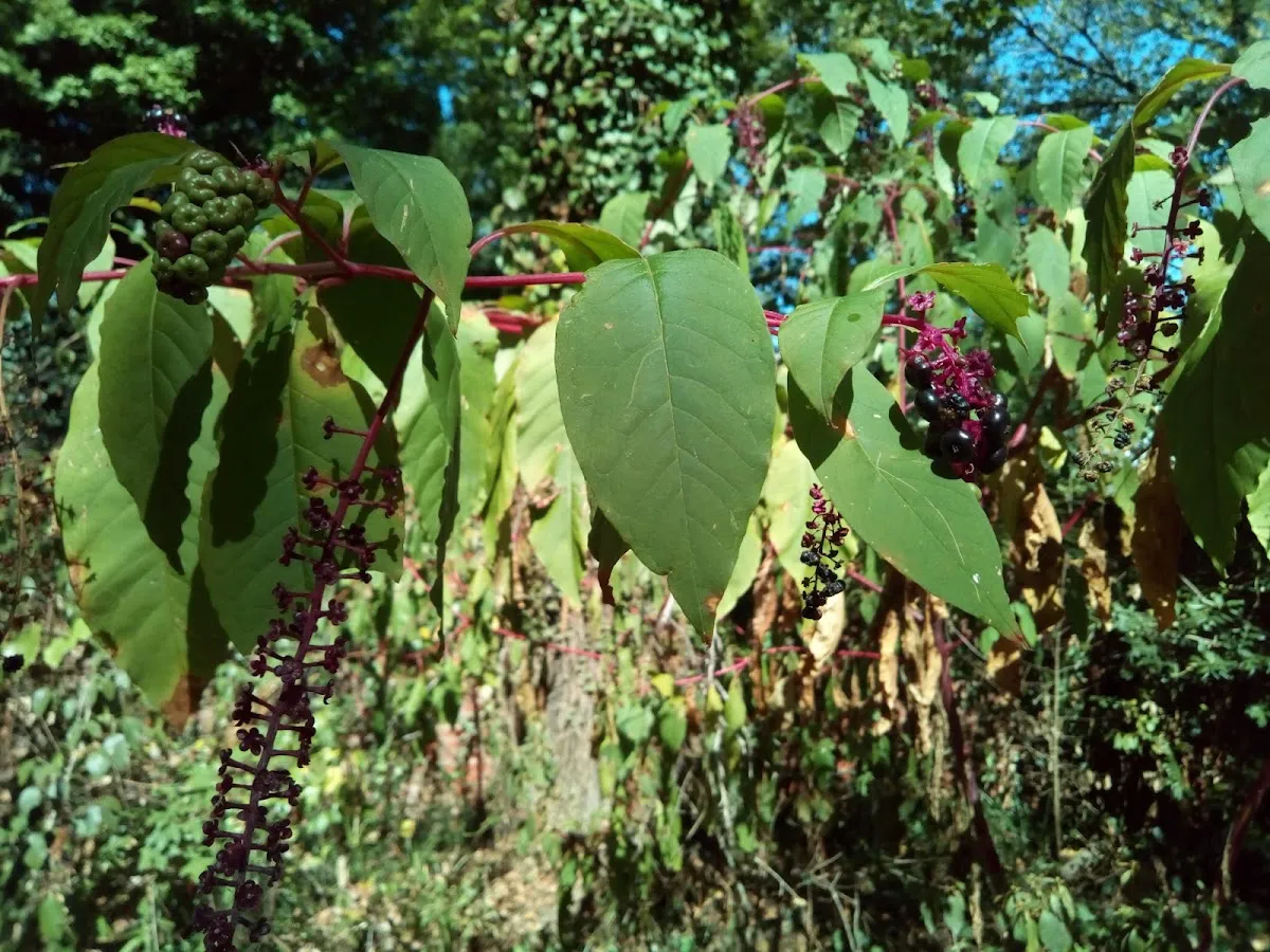 Latta University Historic Park photo 1