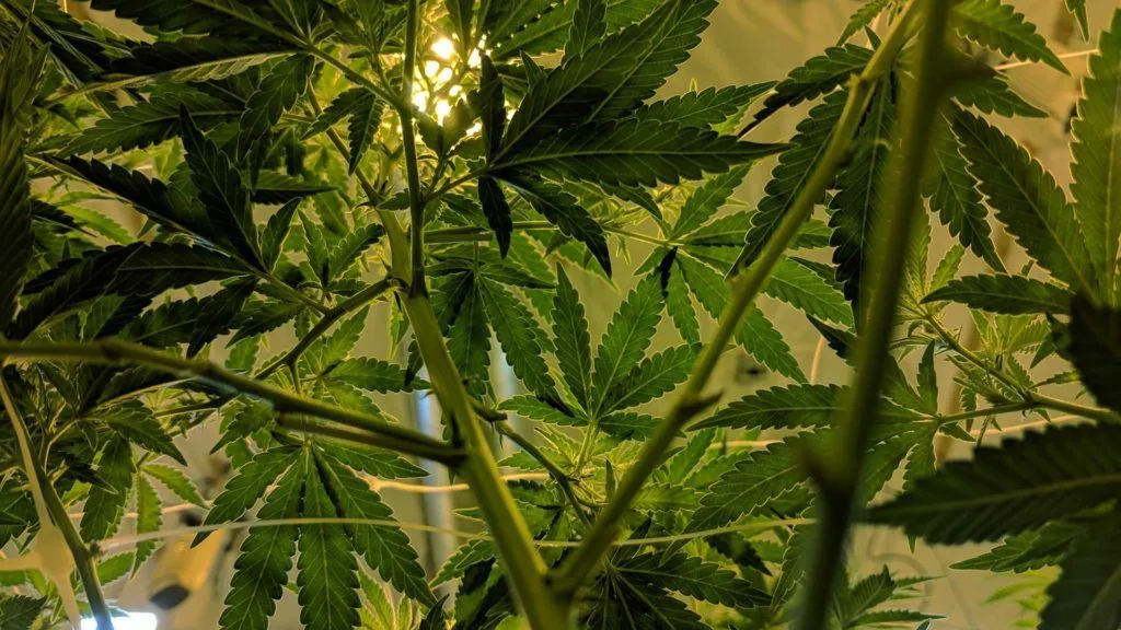 Cannabis Law - Photo 2