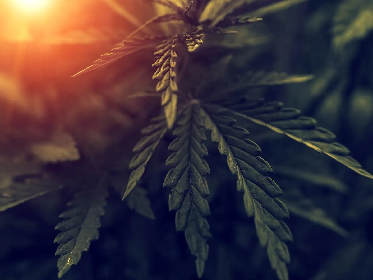 The Weed Lawyer: Cannabis Law