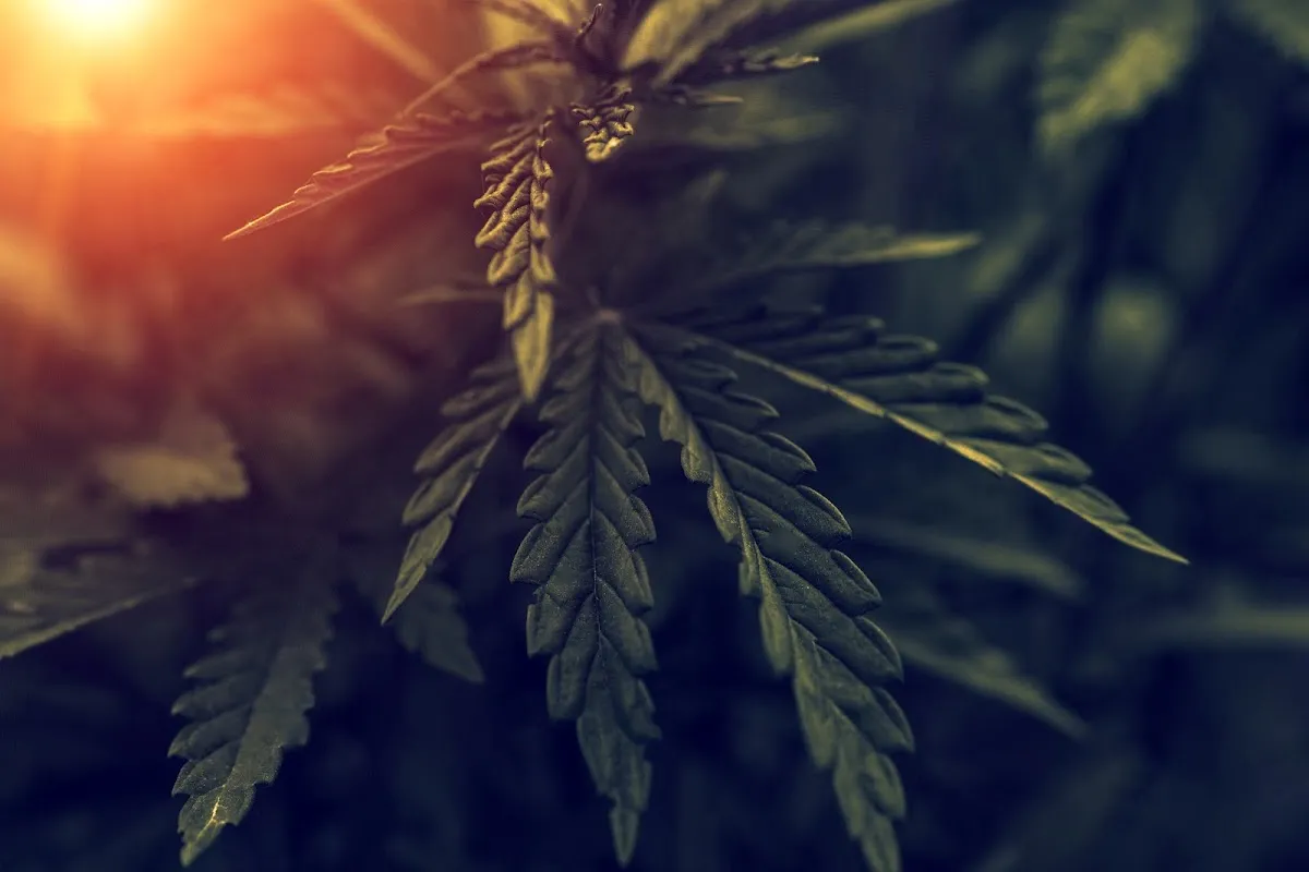 Virginia Cannabis Lawyers