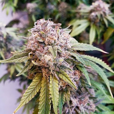 207 HYDROPONICS L.L.C.