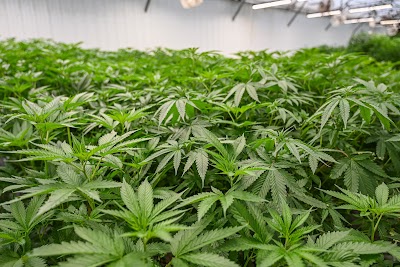 Aloha Green Apothecary - Ko Olina