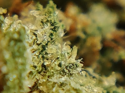 Alternative ReLeaf LLC