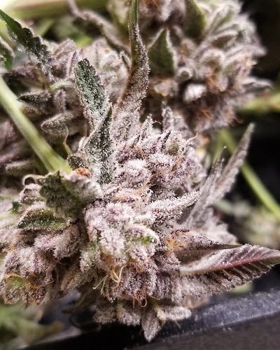 Ascend Recreational Cannabis Dispensary