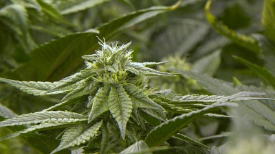 Bask Cannabis Dispensary Fairhaven