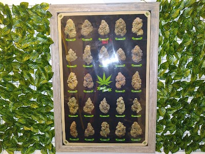 Bee's Buds Dispensary Wiggins