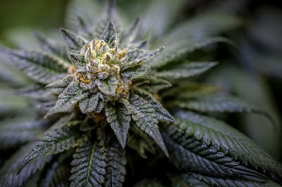 Best Colorado Cannabis