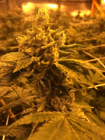 Best Colorado Cannabis