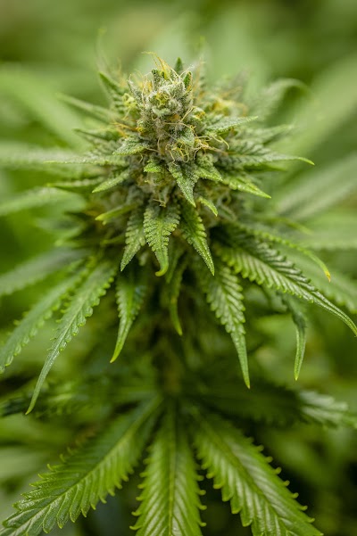 Best Colorado Cannabis