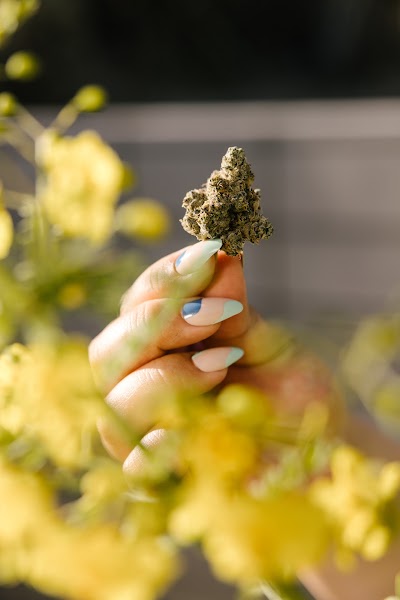 Beyond Cannabis El Dorado