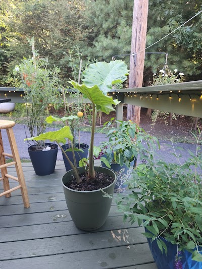 BEYOND / HELLO Pottsville Dispensary