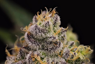 Big Island Grown - Hawaii Cannabis Dispensary