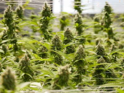 Big Island Grown - Hawaii Cannabis Dispensary