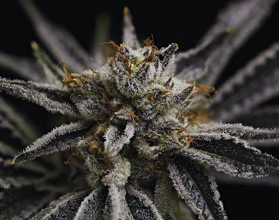 Big Island Grown - Hawaii Cannabis Dispensary