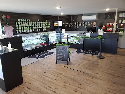 Bloom Weed Dispensary Boulder