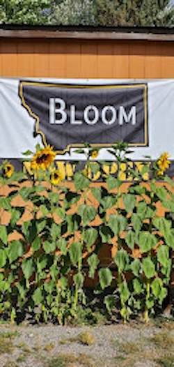 Bloom Weed Dispensary Craig