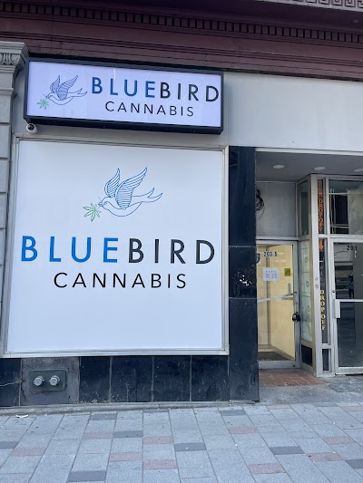 BlueBird Cannabis Centretown Ottawa | Recreational Dispensary