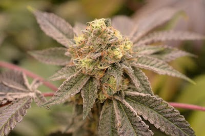 Broken Boot Dispensary