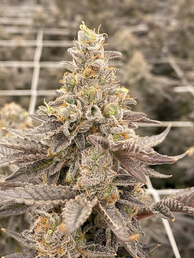 Budder Pros Cannabis Co.