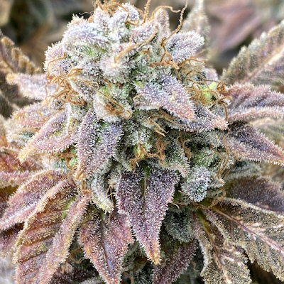 Budder Pros Cannabis Co.