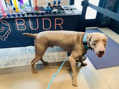 Budr Cannabis - Danbury Federal Road