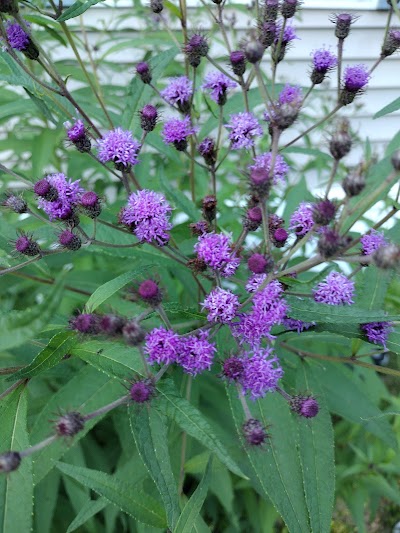 Budr Cannabis - Stratford