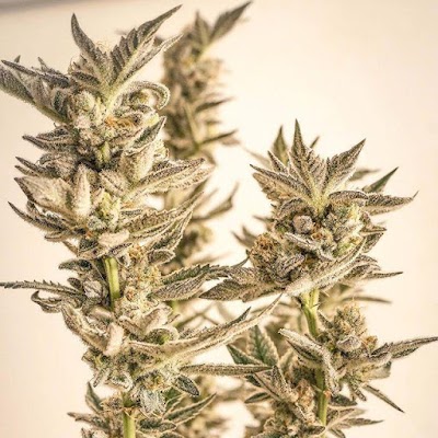 Buku Loud, Recreational and Medical Marijuana Dispensary