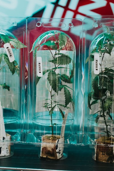 Bulldog Cannabis Dispensary