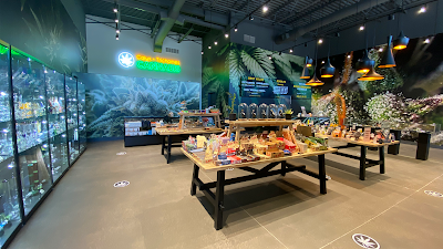 Calyx + Trichomes Cannabis