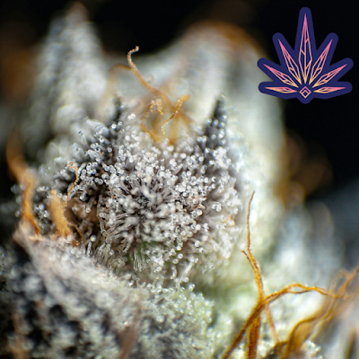 Canna Club of Nichols Hills