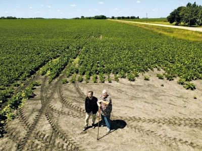 Canna Corners TRF - CBD+