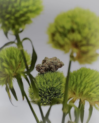 Canna Klub Wolverine, Recreational Marijuana Dispensary