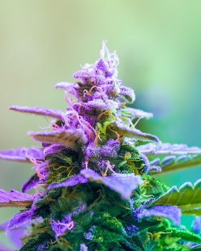 Canna Land Dispensary - Tulsa