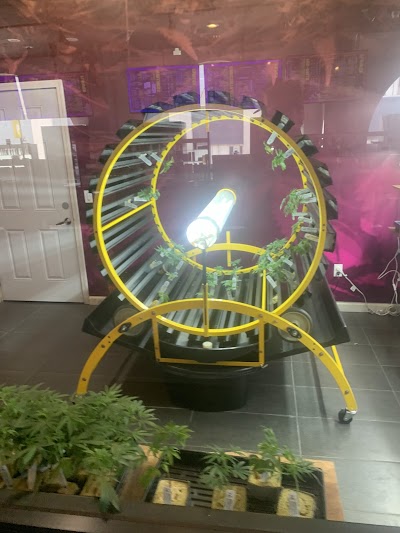 Cannabis 21+ Mission Valley