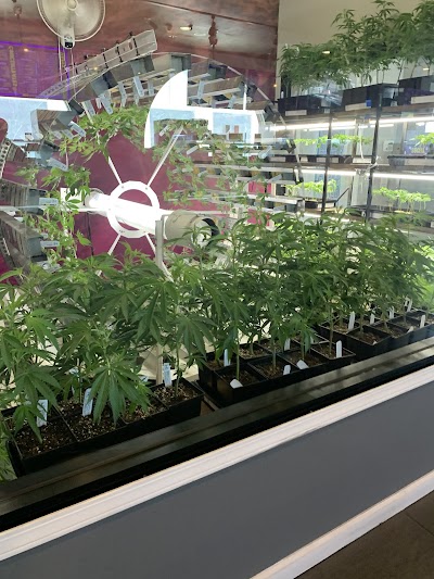 Cannabis 21+ Mission Valley
