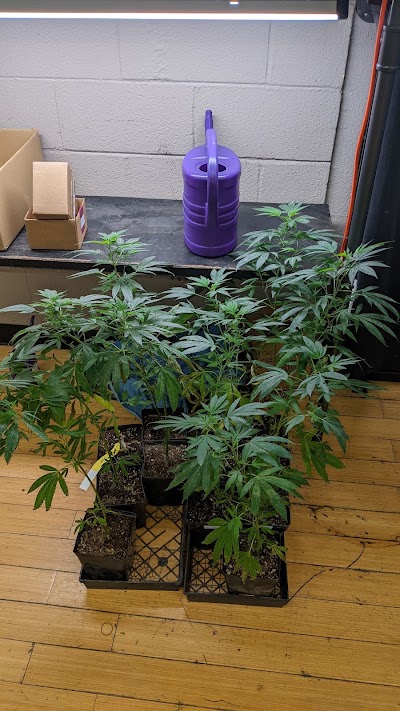 Cannabis Buyers' Club of Berkeley