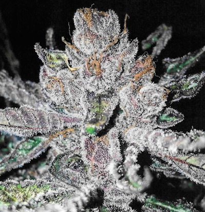 Cannabis Cured Recreational Weed Dispensary Bangor