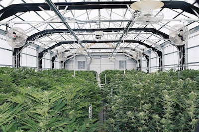 Cannabis Cured Recreational Weed Dispensary Eliot