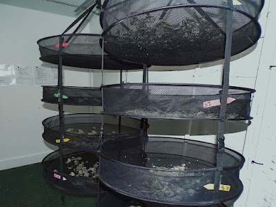 Cannabis Cured Recreational Weed Dispensary Eliot