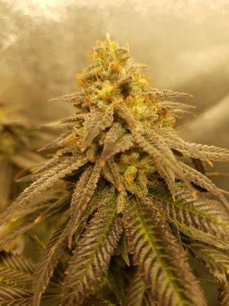 Cannabis Cured Recreational Weed Dispensary Fairfield