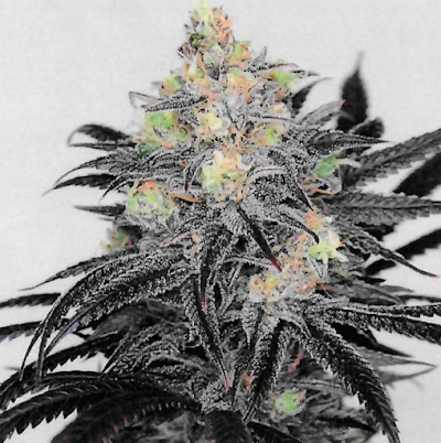 Cannabis Cured Recreational Weed Dispensary Fairfield